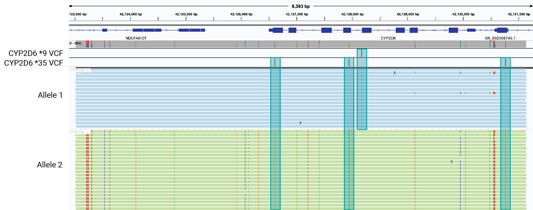 Full length amplicon sequencing of CYP2D6