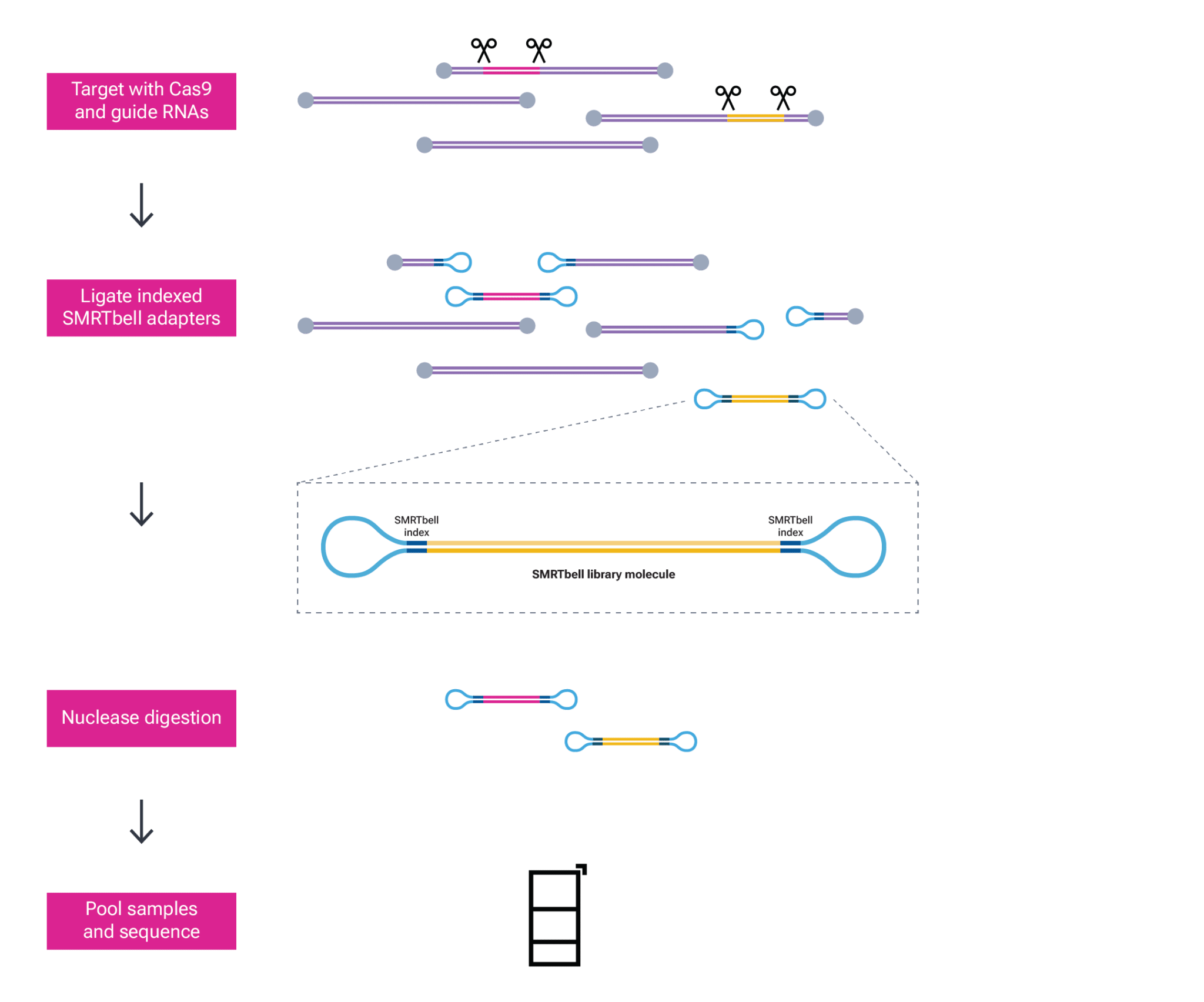 Multiplex Guide Rna Decrease your cost-per-sample with multiplexing - PacBio