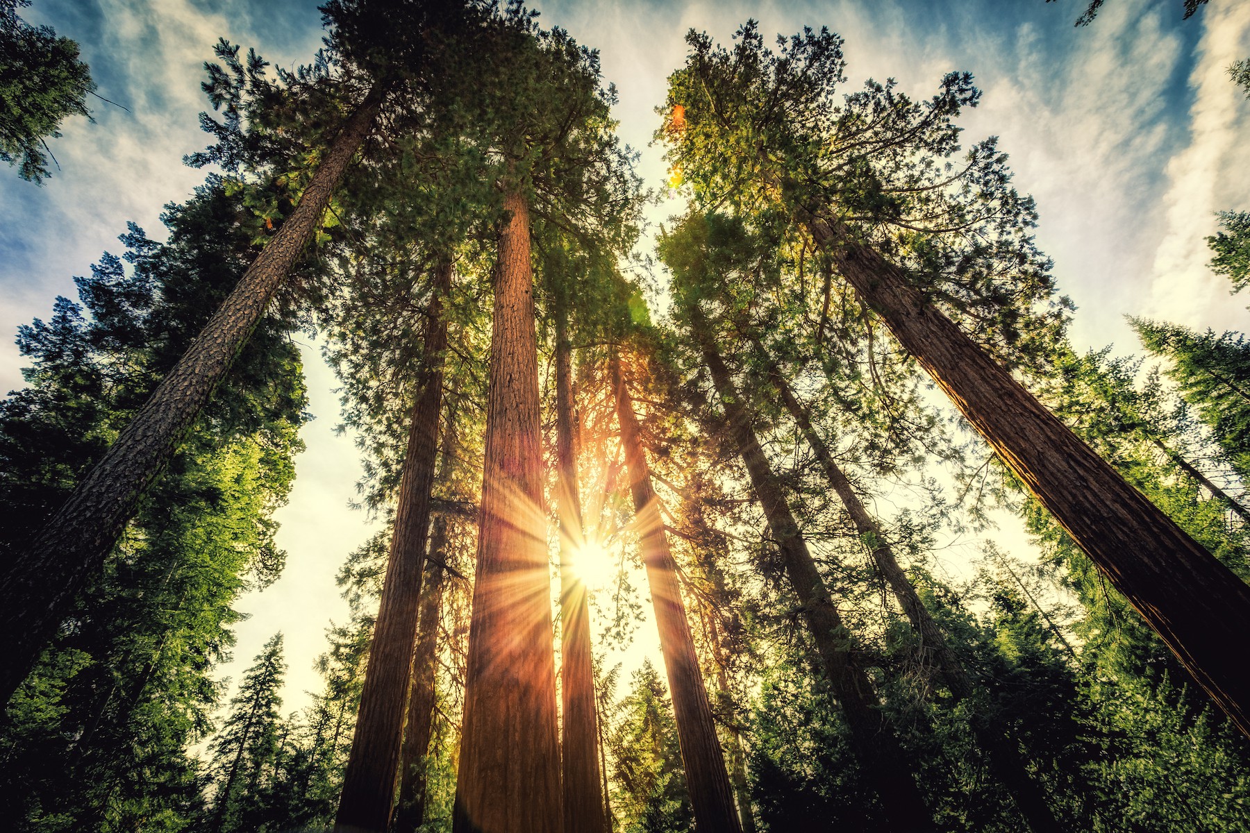 Redwood tree grove with sun shining through trees