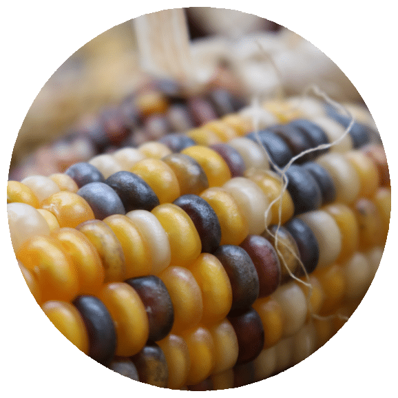 Roundel image of multicolor Maize kernals